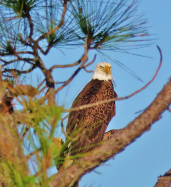 Bald Eagle standing guard.