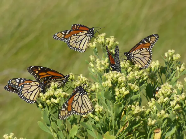 Butterflies at St George Plantation.
