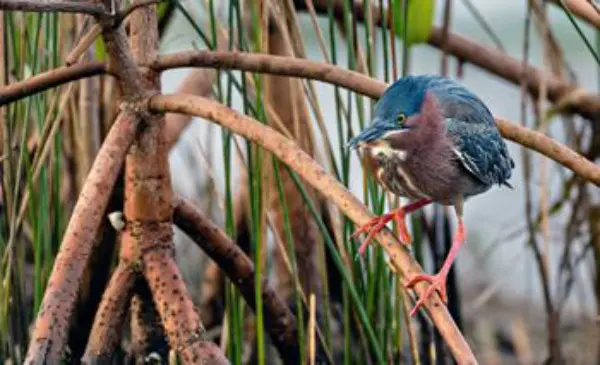 A bird species found at St George Plantation.