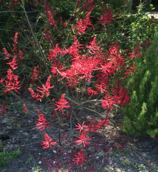 Native coral plants found at St. George Plantation.