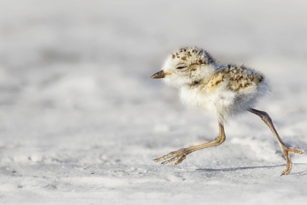 A baby snow plover on the beach.