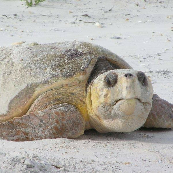 Close up photo of a sea turtle.