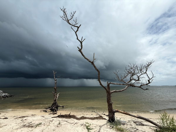 Stormy dark skies with a dead tree in front.