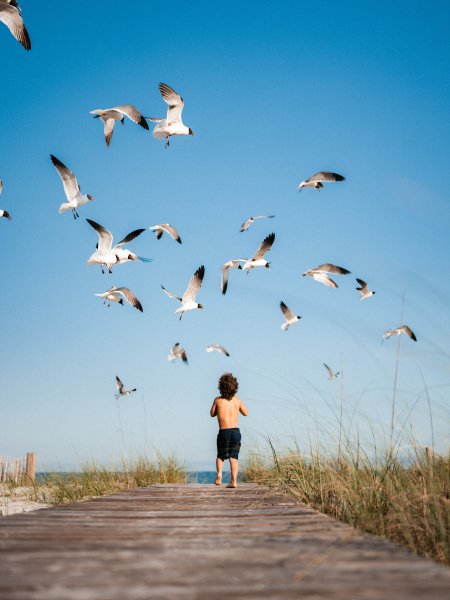 Little boy in swim trunks feeding the gulls on the beach.