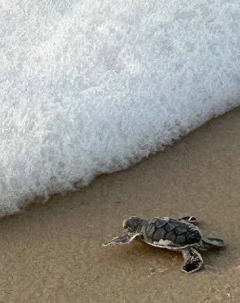 Turtle hatchling crawling toward the foam of the Gulf.