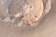 Beached Jelly Lea Kristin Parsley - 1