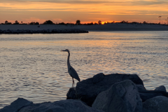 Blue Heron at Sunset Lea Kristin Parsley - 1