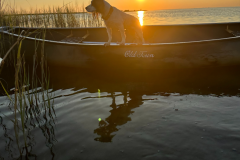 Dog on a Canoe Graham Edwards - 1