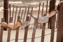 Shells on a Fence Lea Kristin Parsley - 1